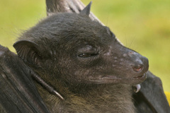 Rousettus aegyptiacus