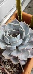 Echeveria lilacina