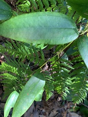 Smilax glyciphylla