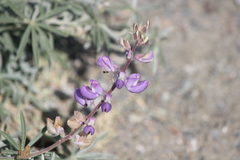 Lupinus elatus
