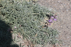 Lupinus elatus