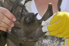 Rousettus aegyptiacus