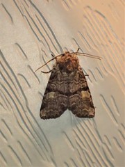 Brachylomia cascadia