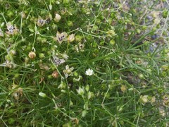 Spergularia flaccida