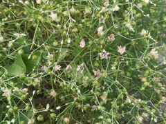 Spergularia flaccida