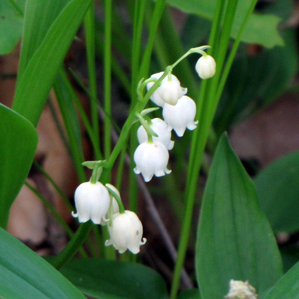 European lily of the valley (Convallaria majalis) · iNaturalist