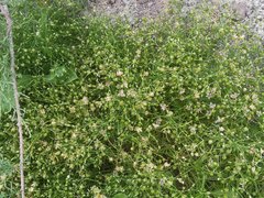 Spergularia flaccida