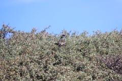 Passerella iliaca stephensi