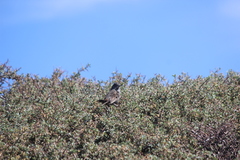 Passerella iliaca stephensi