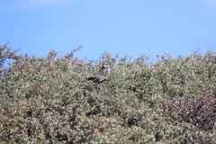 Passerella iliaca stephensi