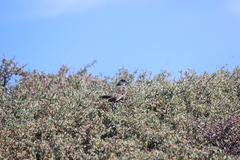 Passerella iliaca stephensi