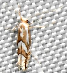 Phyllonorycter propinquinella