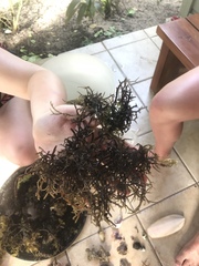 Gracilaria