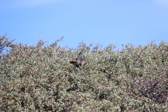 Passerella iliaca stephensi