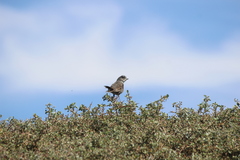 Passerella iliaca stephensi