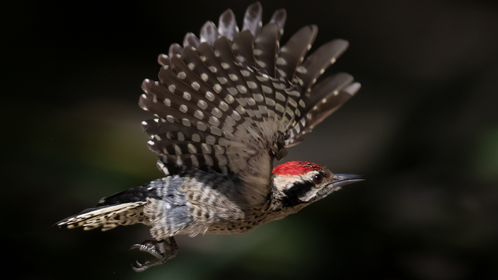 Ladder-Backed Woodpecker