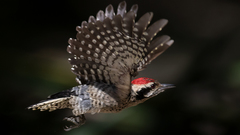 Ladder-Backed Woodpecker photo 1