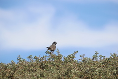 Passerella iliaca stephensi