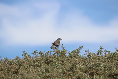 Passerella iliaca stephensi