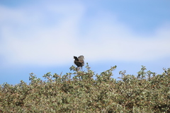 Passerella iliaca stephensi