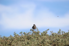 Passerella iliaca stephensi