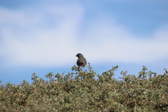 Passerella iliaca stephensi