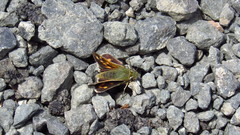 Hesperia comma
