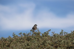 Passerella iliaca stephensi