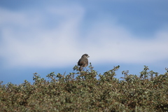 Passerella iliaca stephensi