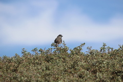 Passerella iliaca stephensi