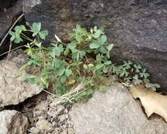 Oxalis albicans