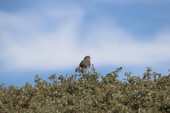 Passerella iliaca stephensi