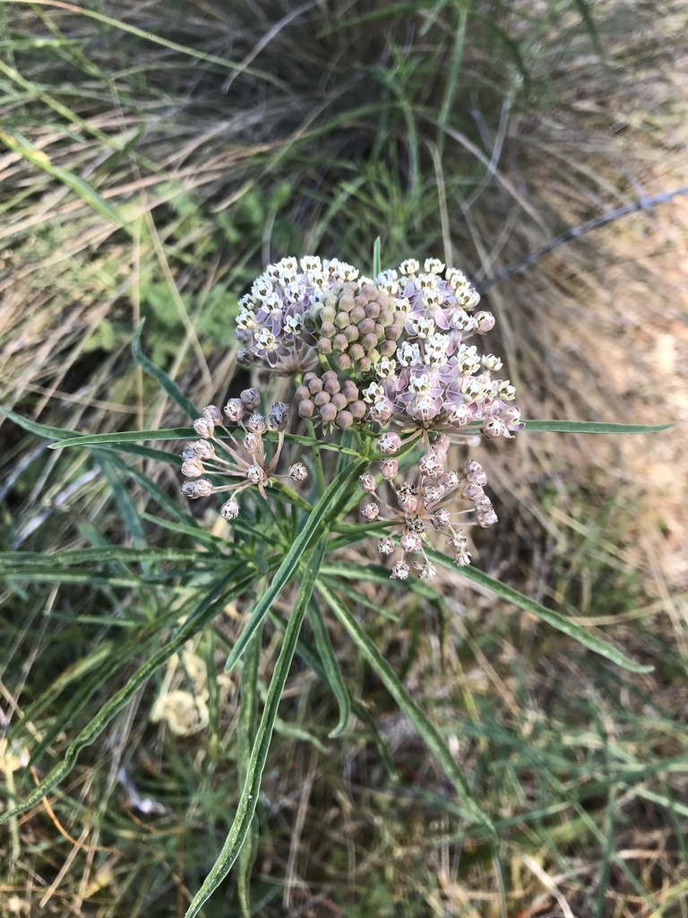 Asclepias fascicularis, California, US