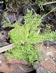 Riccardia multifida