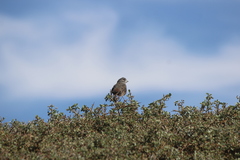 Passerella iliaca stephensi