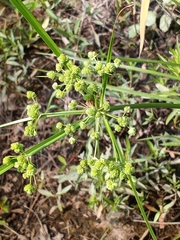 Cyperus pseudovegetus
