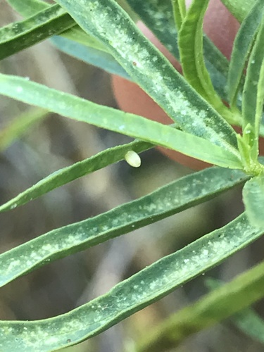 Asclepias fascicularis