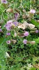 Centaurea stoebe australis