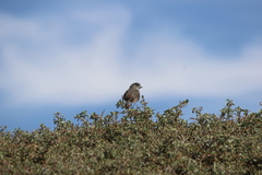 Passerella iliaca stephensi