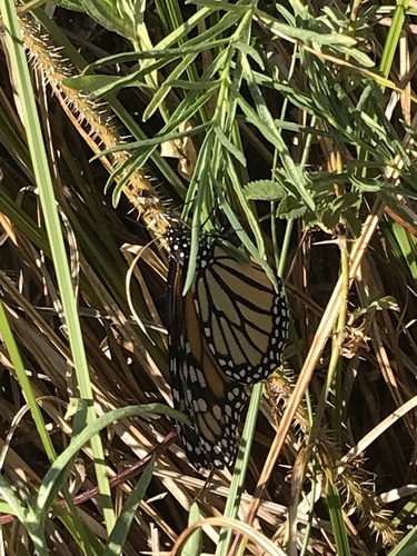 Asclepias fascicularis