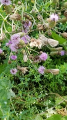 Centaurea stoebe australis