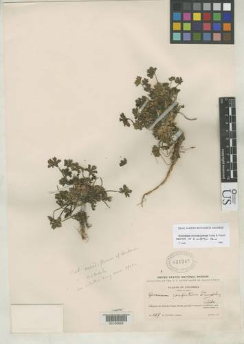 Geranium stramineum