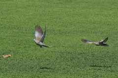 Streptopelia decaocto