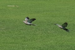 Streptopelia decaocto