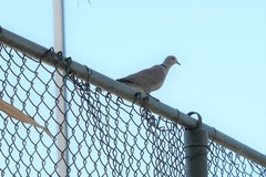 Streptopelia decaocto
