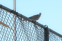 Streptopelia decaocto