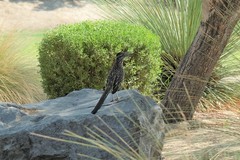 Geococcyx californianus