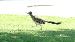 Geococcyx californianus