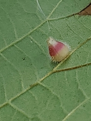 Caryomyia inanis