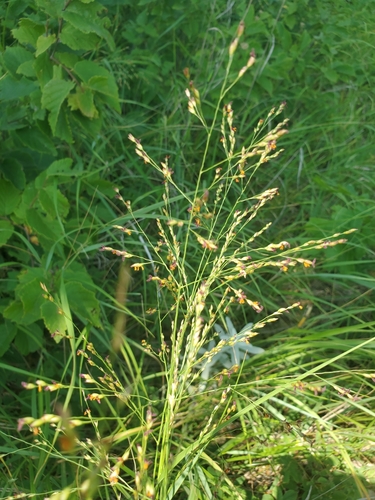 photo of Switchgrass (Panicum virgatum)
